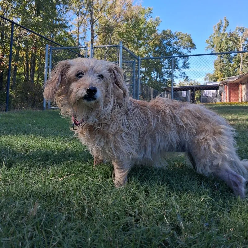A senior small-sized female Yellow / Tan / Blond / Fawn Terrier dog named Princess for adoption in Cabot, AR
