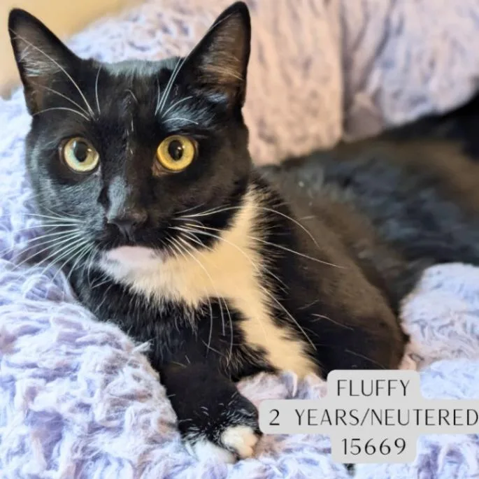 An adult medium-sized male Black & White / Tuxedo Domestic Short Hair cat named Fluffy for adoption in Supply, NC