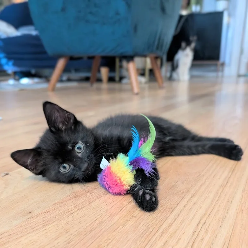 A baby small-sized female Black Domestic Short Hair cat named Happy Go Lucky for adoption in Chicago, IL