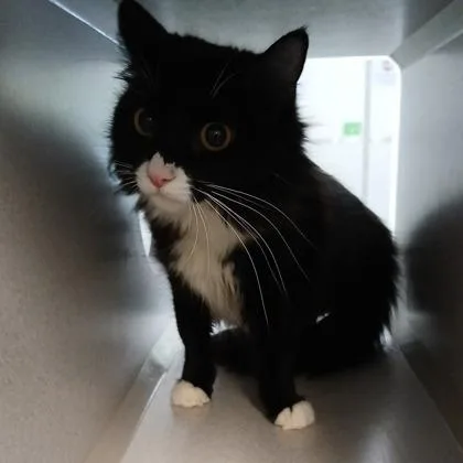 An adult medium-sized female Domestic Long Hair cat named Blaze  I AM for adoption in East Brookfield, MA
