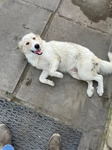A young large-sized male Great Pyrenees dog named Alamo HTX for adoption in Quinlan, TX