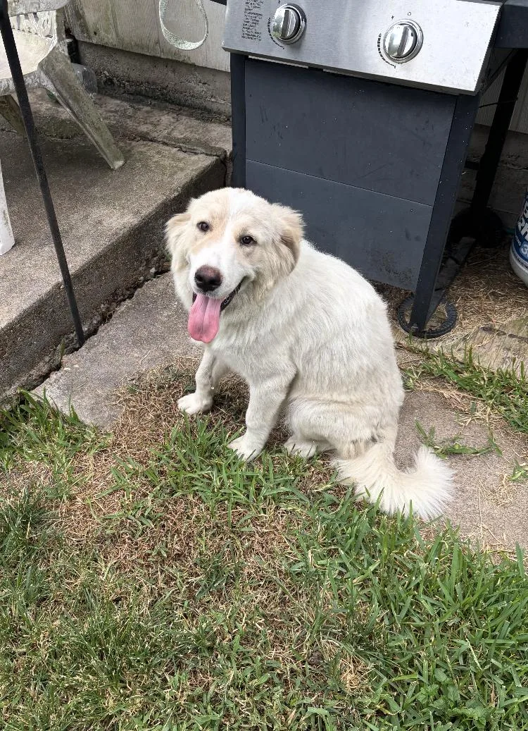 Alamo HTX thumbnail 2