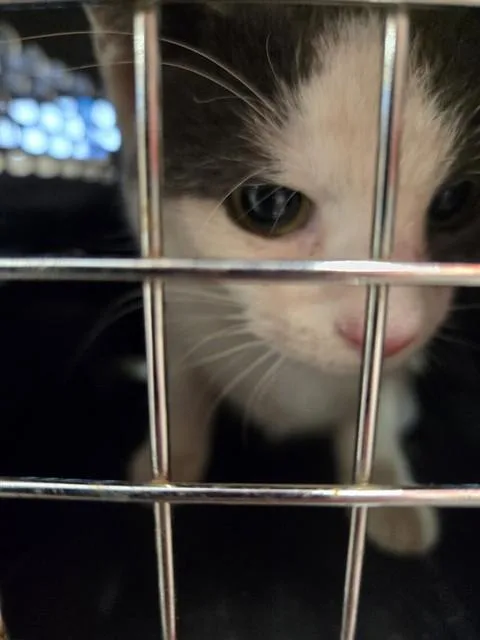 A young small-sized female Domestic Short Hair cat named Robin for adoption in Louisville, KY