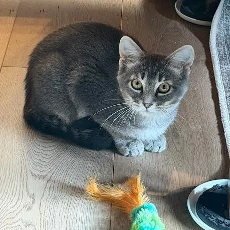 A baby small-sized male Gray / Blue / Silver Domestic Short Hair cat named Wasabi for adoption in South Elgin, IL