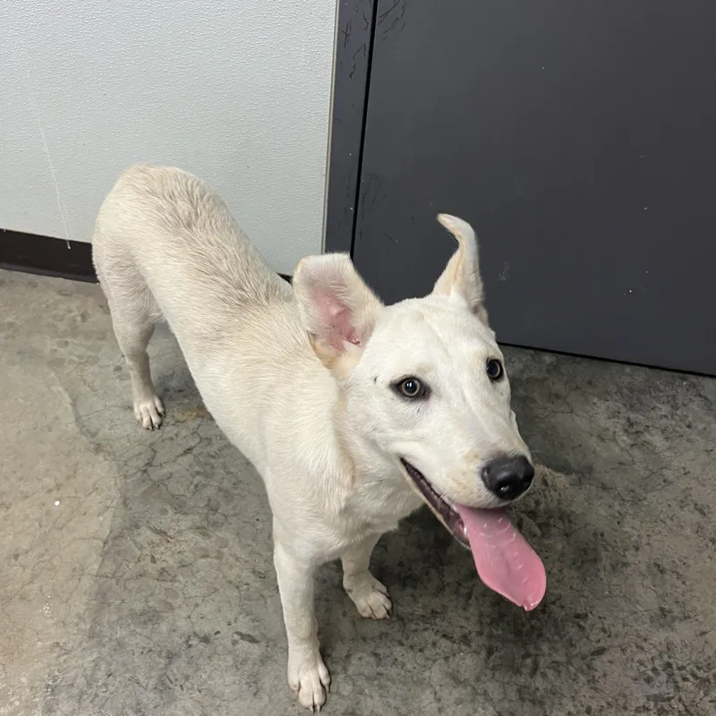 A young medium-sized male White / Cream Mixed Breed dog named Sky for adoption in Pomeroy, OH