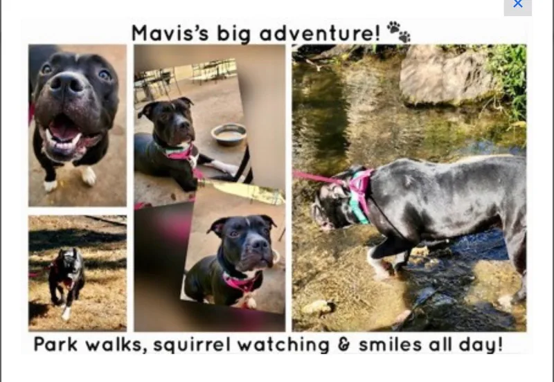 Mavis thumbnail 2