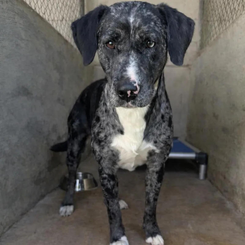 Tuscstray thumbnail 2