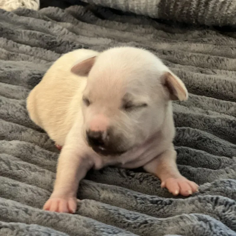 A baby small-sized male White / Cream Chihuahua dog named Poby for adoption in Enfield, NH