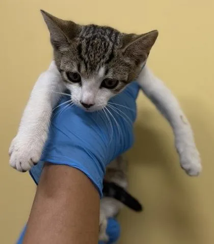 A baby small-sized female Domestic Short Hair cat named Clover for adoption in Honolulu, HI