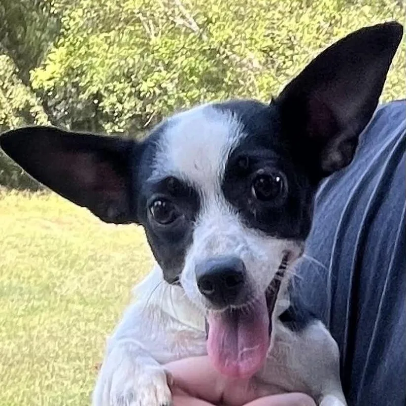 A young small-sized female Chihuahua dog named Lucy for adoption in Cleveland, TN