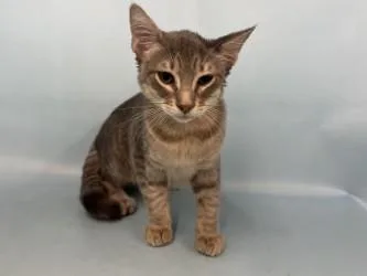 A baby small-sized male Domestic Short Hair cat named Rogue for adoption in Golden Valley, MN