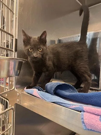 A baby small-sized male Domestic Short Hair cat named Prince Adam for adoption in Irving, TX