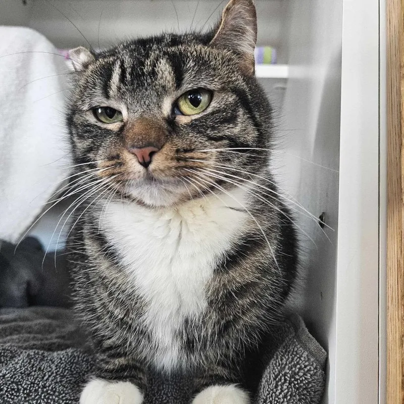 Fredrica thumbnail 2