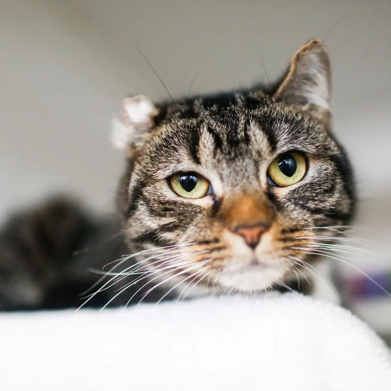 Fredrica thumbnail 4