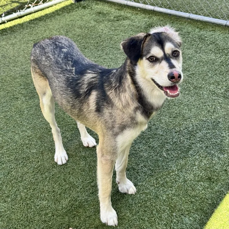 A young medium-sized female Black Husky dog named Winter for adoption in Hawthorne, CA
