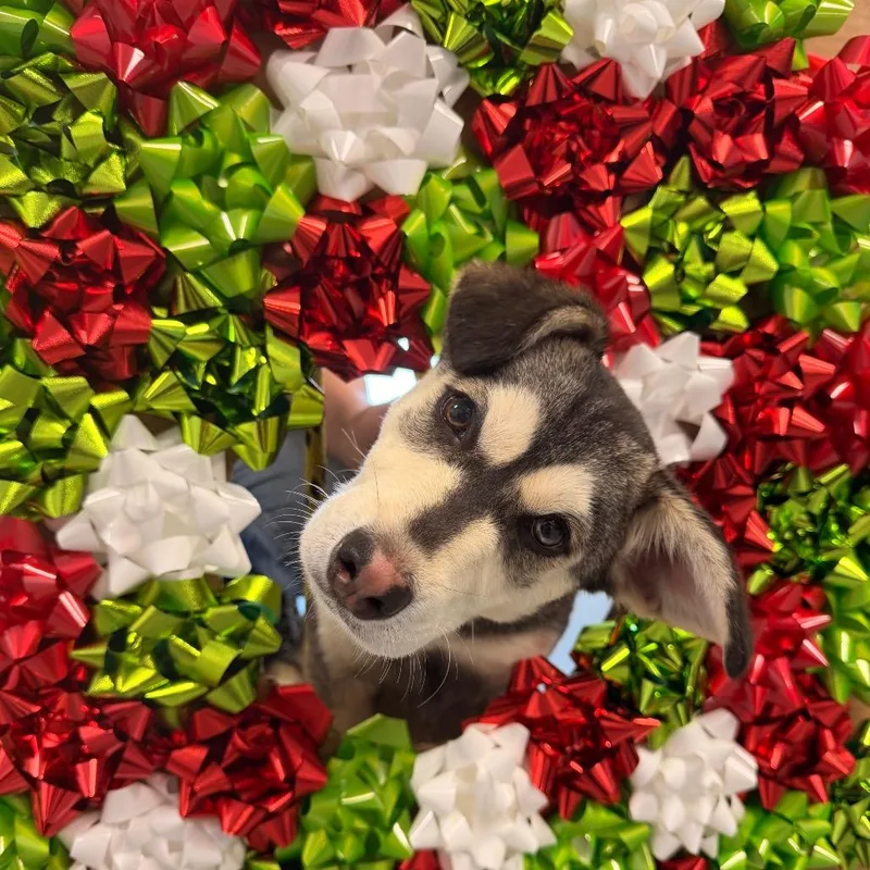 Winter thumbnail 2