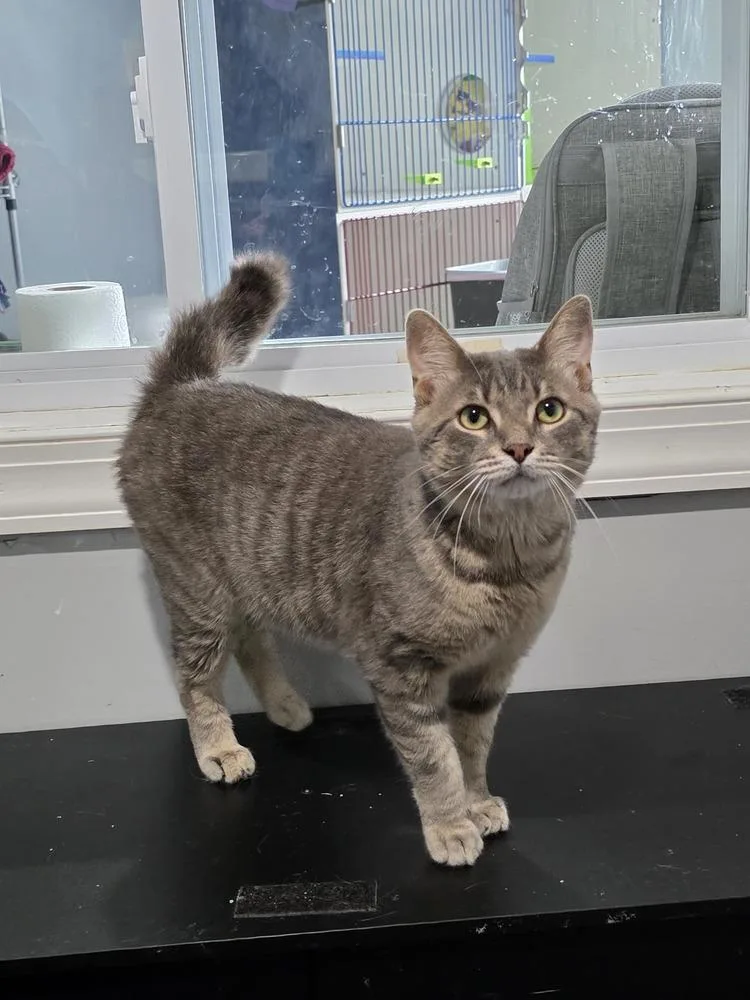 An adult medium-sized male Gray / Blue / Silver Domestic Short Hair cat named Biggs for adoption in Lewisburg, TN