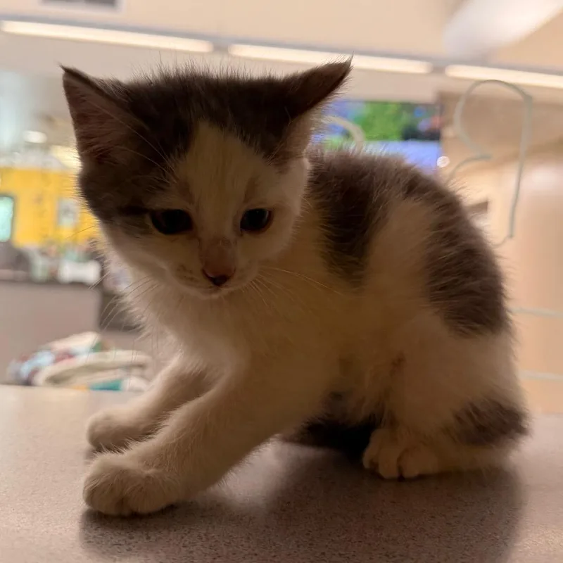 A baby small-sized female White Domestic Short Hair cat named Emmy Demmy Dong for adoption in Red House, WV