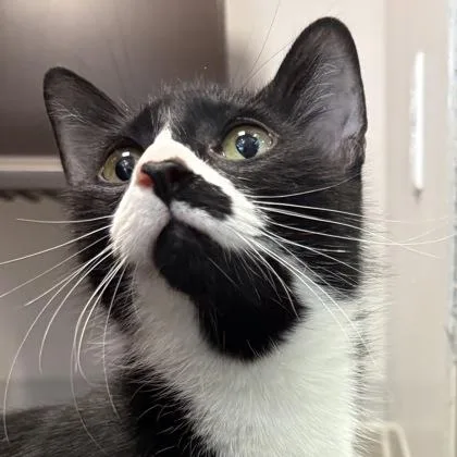 A young small-sized female Domestic Short Hair cat named Bleu Cheese for adoption in Janesville, WI