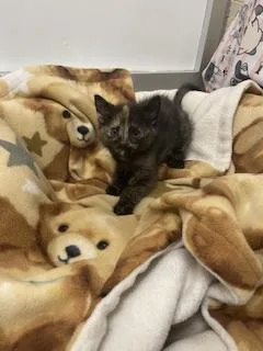 A baby small-sized female Tortoiseshell cat named Lavender for adoption in Parlier, CA