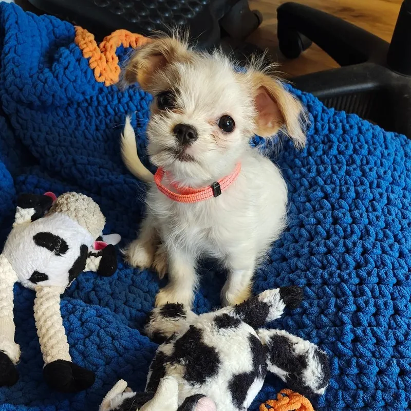A baby medium-sized female Yellow / Tan / Blond / Fawn Shih Tzu dog named Widget for adoption in Madison, WI