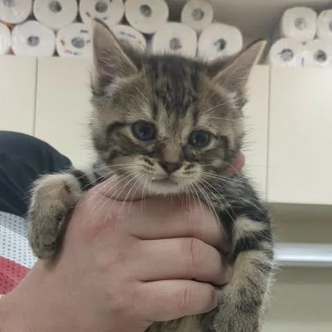 A baby small-sized female Brown / Chocolate Domestic Short Hair cat named Hallie for adoption in Shinnston, WV