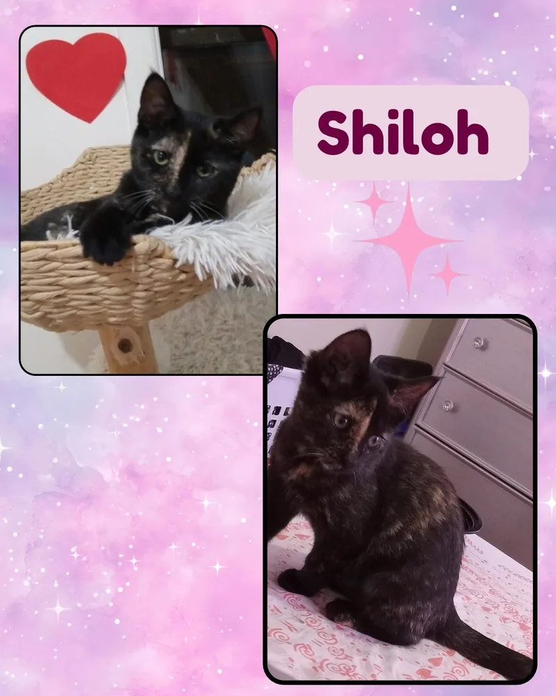 Shiloh thumbnail 4