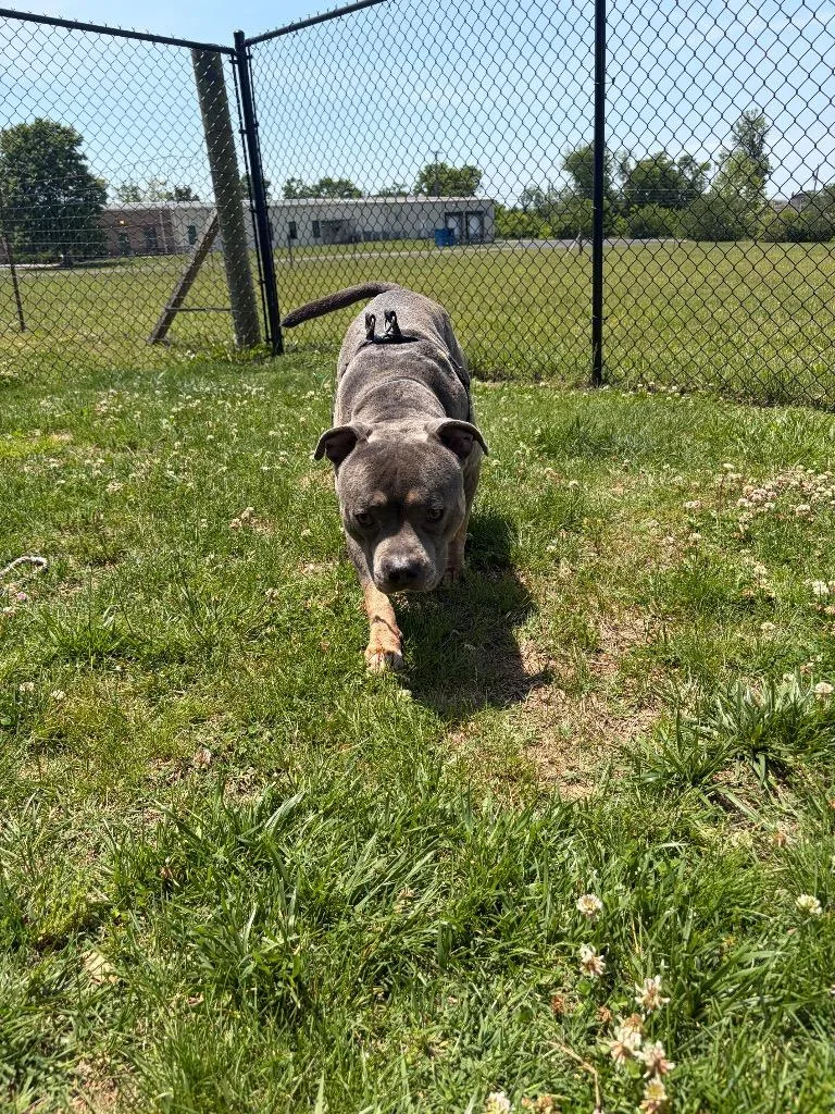 An adult large-sized male Mixed Breed dog named Titan for adoption in Gallatin, TN