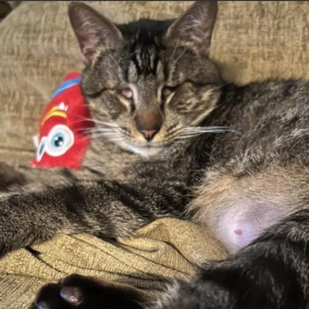 An adult large-sized male Brown / Chocolate Domestic Short Hair cat named Stevie Wonderwhiskers for adoption in Austin, TX