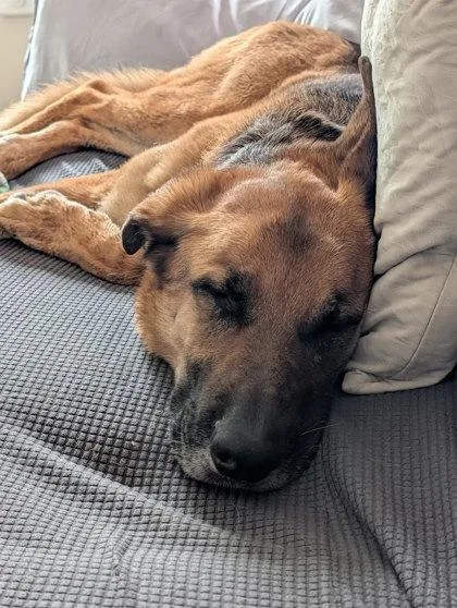 An adult large-sized male German Shepherd Dog dog named Caleb for adoption in Seattle, WA