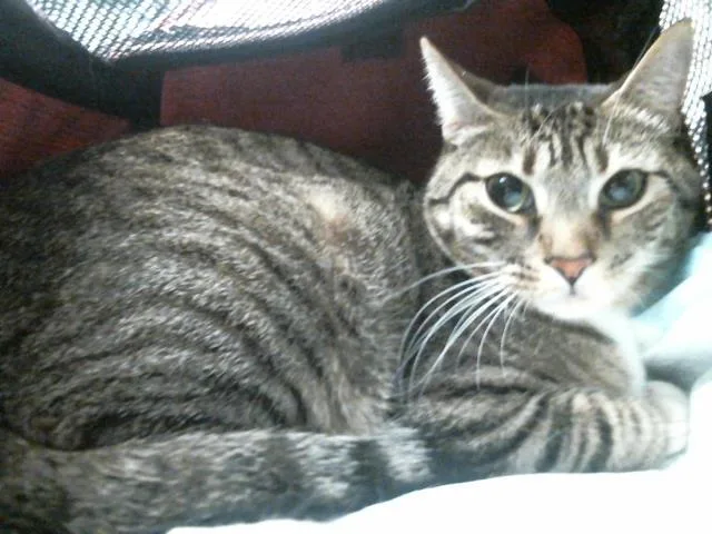 An adult medium-sized female Domestic Short Hair cat named Martha for adoption in Houston, TX