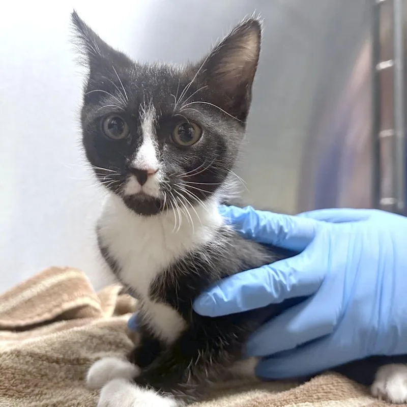 A baby small-sized female Black Domestic Short Hair cat named Eve for adoption in Providence, RI