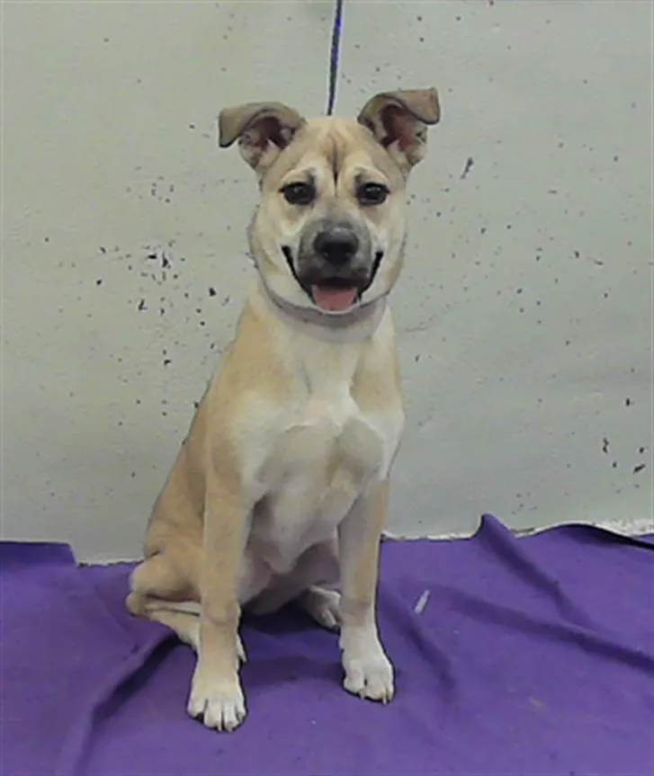 A young small-sized female Black Mouth Cur dog named Violet for adoption in Houston, TX