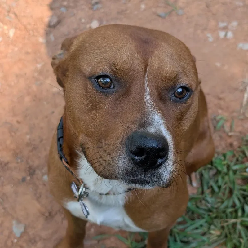 An adult medium-sized male Red / Chestnut / Orange Pit Bull Terrier dog named Amigo for adoption in Wake Forest, NC