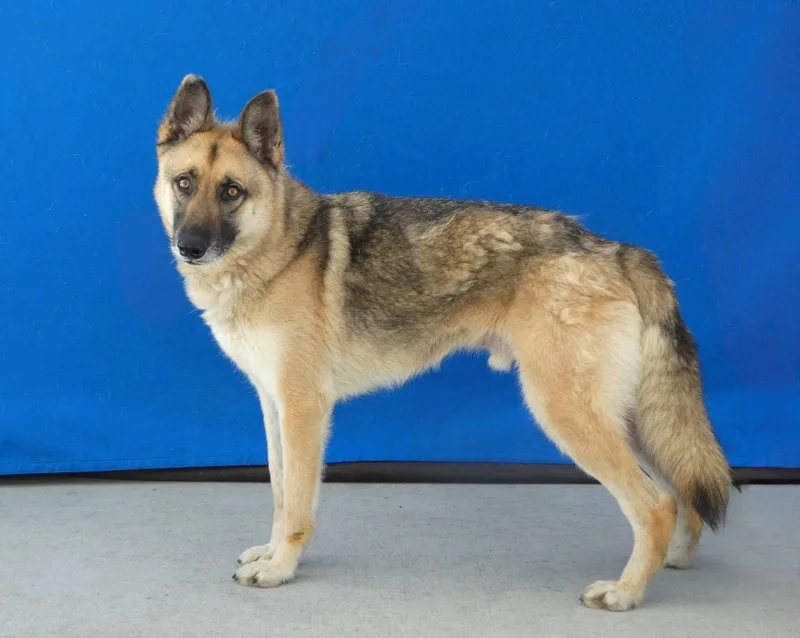 An adult medium-sized male German Shepherd Dog dog named Axel for adoption in Pasadena, CA
