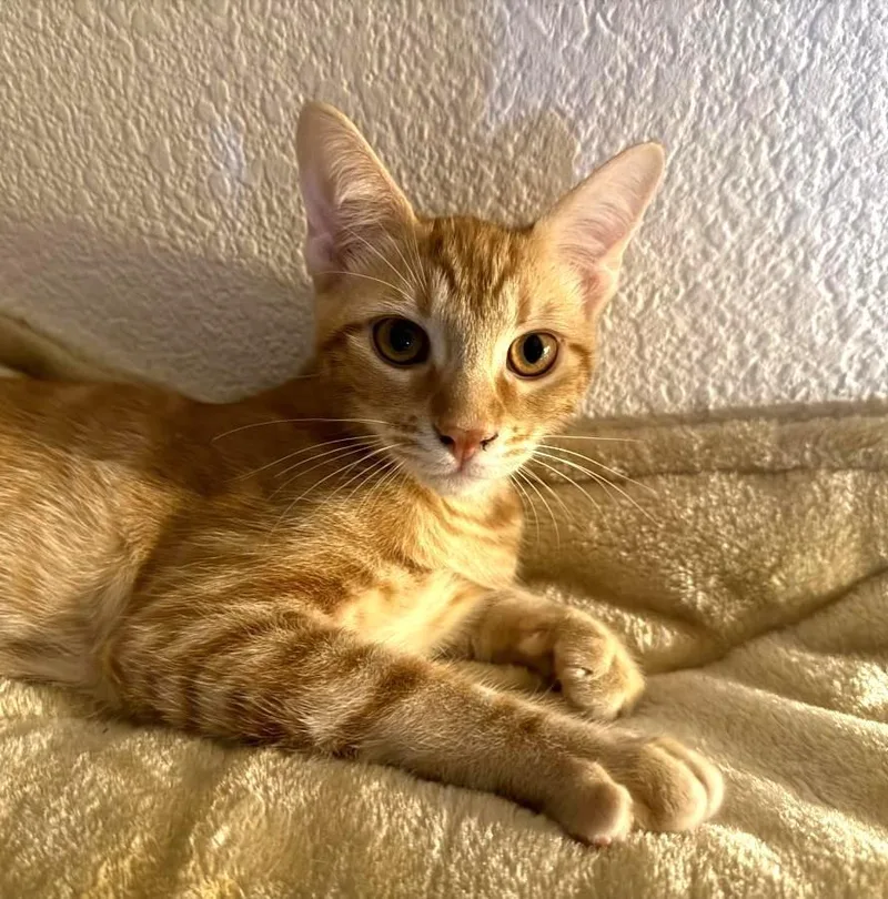 A young small-sized male Orange / Red Domestic Short Hair cat named Ozzy Moon for adoption in Chandler, AZ