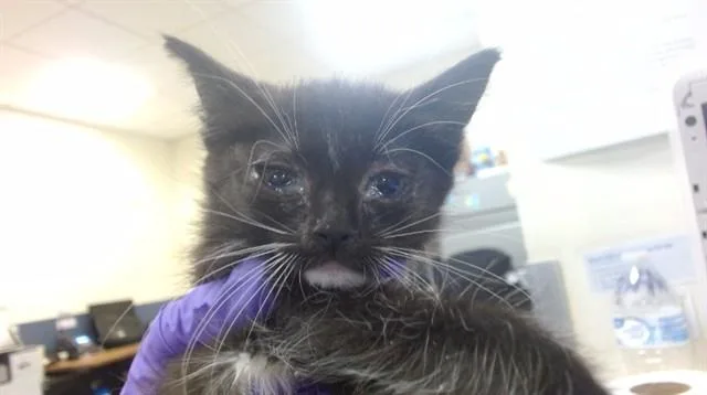 A baby small-sized female Domestic Short Hair cat named Basil for adoption in Miami, FL