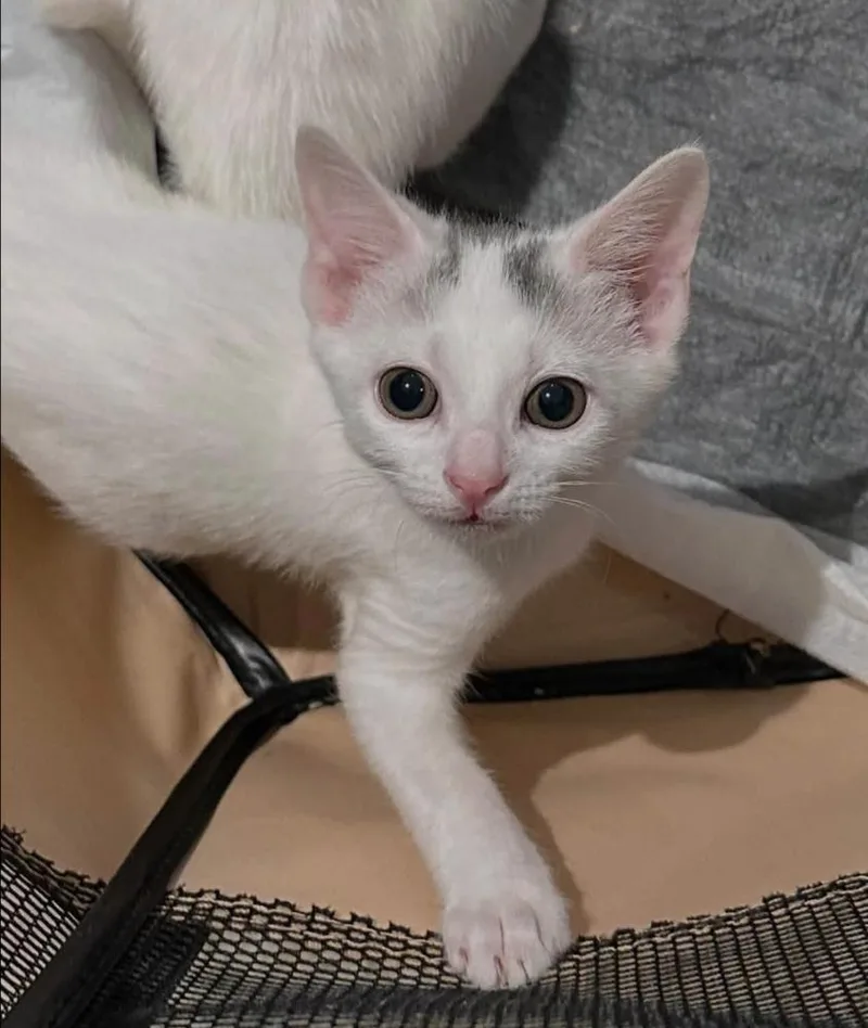 A baby small-sized male Domestic Short Hair cat named Stamford Baby: Cove for adoption in Warren, CT