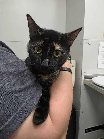 An adult small-sized female Domestic Short Hair cat named Noa for adoption in Sevierville, TN