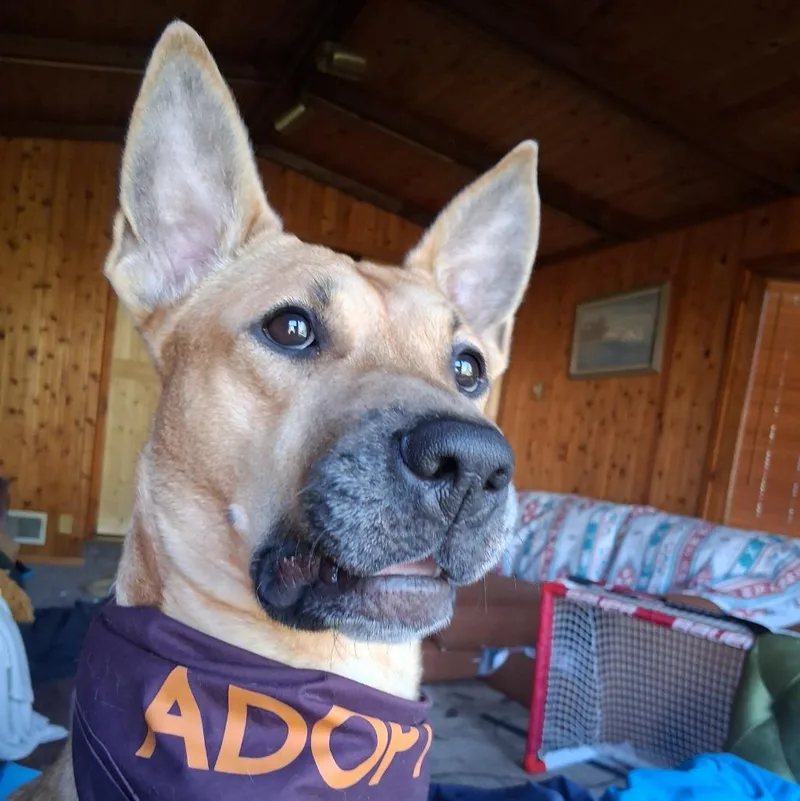 An adult medium-sized male Belgian Shepherd / Malinois dog named Moshe for adoption in Minneapolis, MN