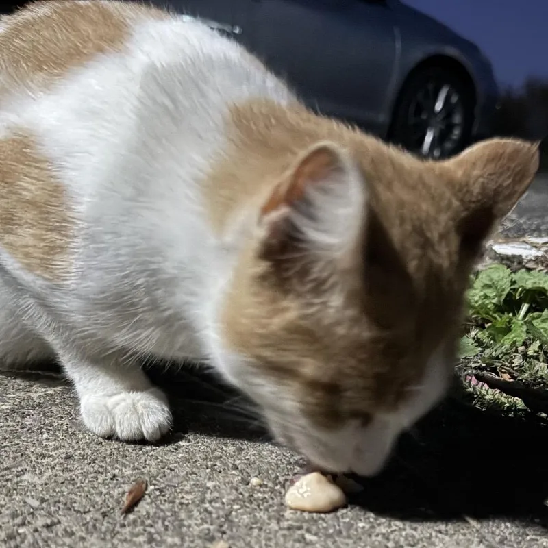 Found Austin thumbnail 2