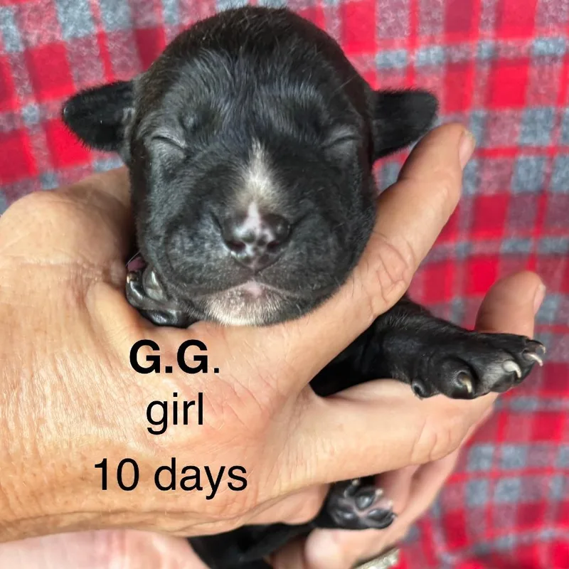 A baby small-sized female Black Mixed Breed dog named G.g. for adoption in Volcano, HI