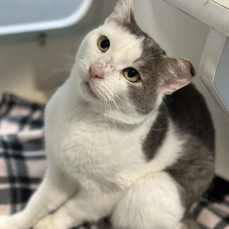 An adult medium-sized male Domestic Short Hair cat named Church for adoption in Matteson, IL