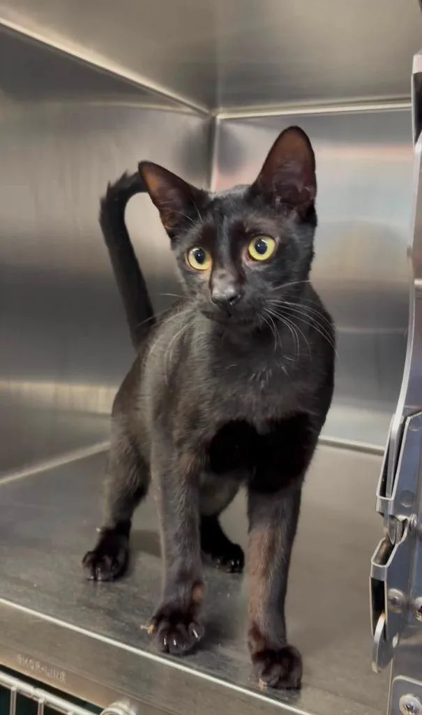 A baby small-sized male Domestic Short Hair cat named Meek Mill for adoption in Sebastian, FL