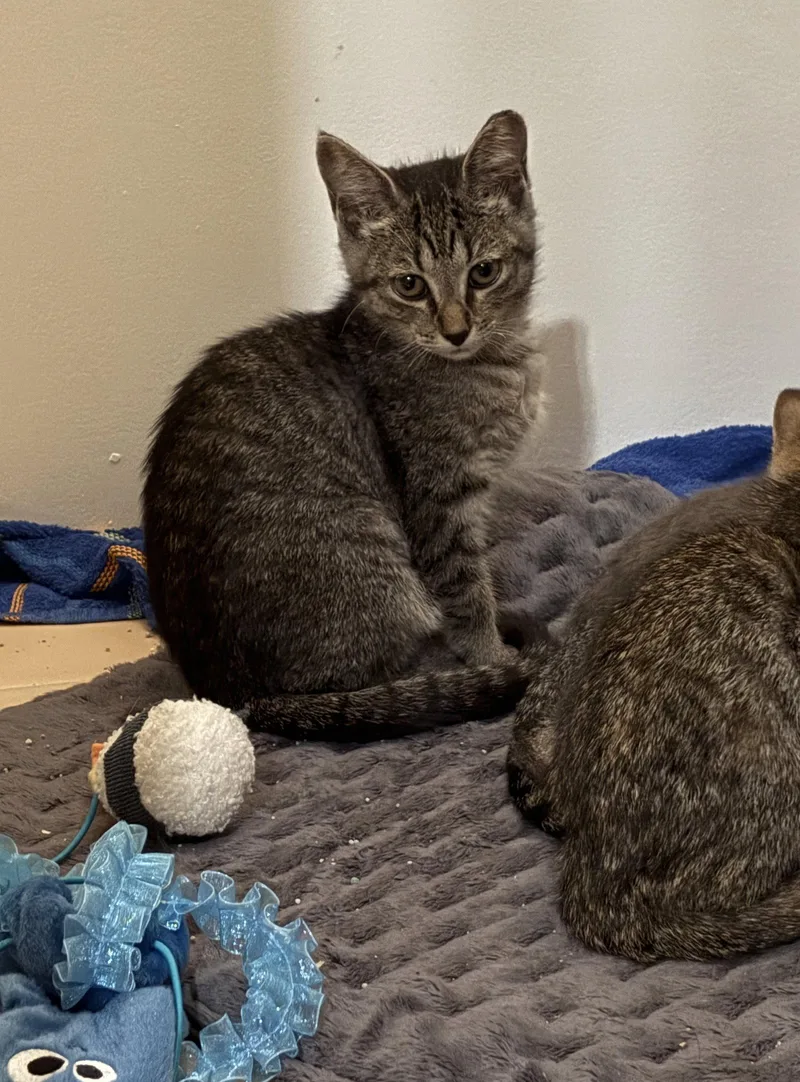 A baby medium-sized female Domestic Short Hair cat named Dairy Queen for adoption in Nashville, TN