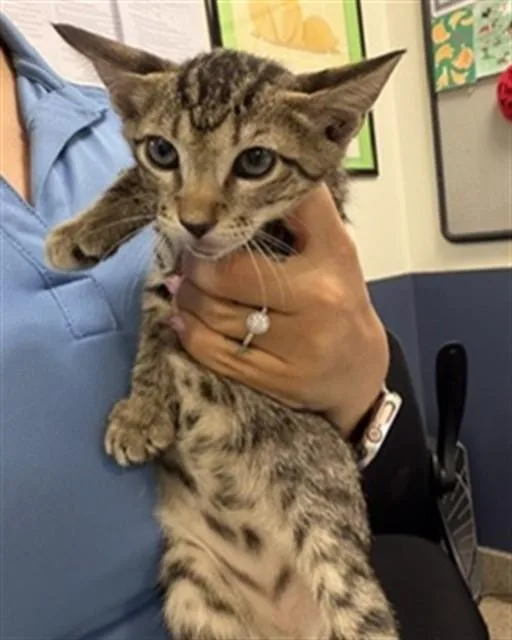 A baby small-sized male Domestic Short Hair cat named Checkers for adoption in Miami, FL