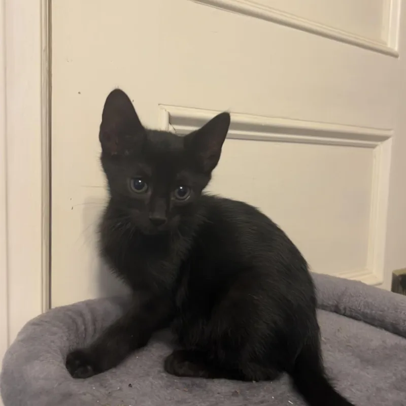 A baby medium-sized female Black Domestic Short Hair cat named Lydia for adoption in Moriches, NY