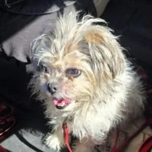 An adult small-sized female Shih Tzu dog named Emmy Lou for adoption in Claremore, OK
