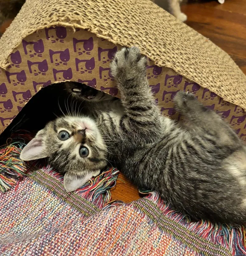 A baby medium-sized female Domestic Short Hair cat named Iris for adoption in Columbia, IL