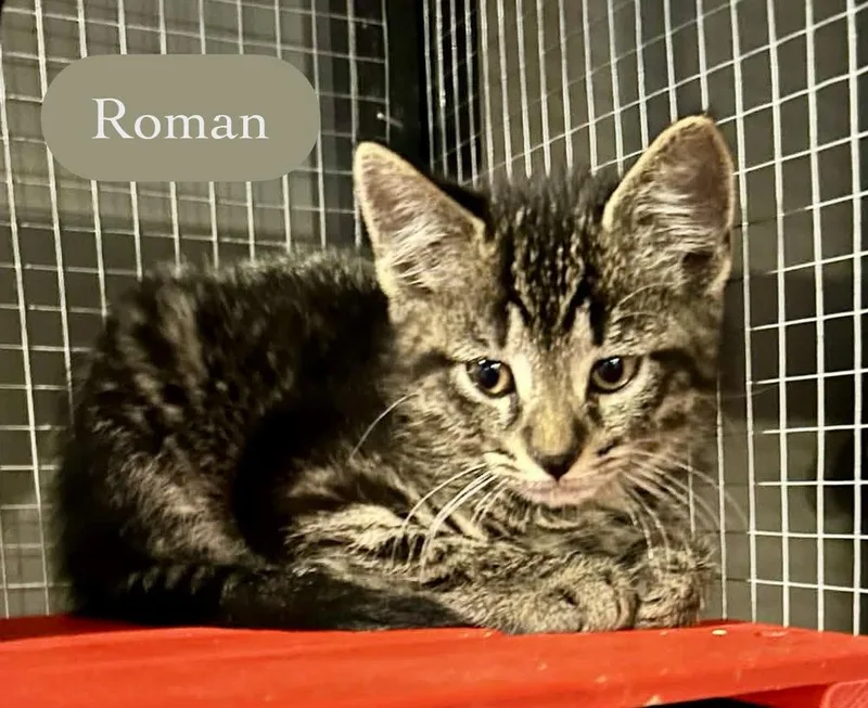 A baby small-sized male Black & White / Tuxedo Domestic Short Hair cat named Roman for adoption in Chalfont, PA